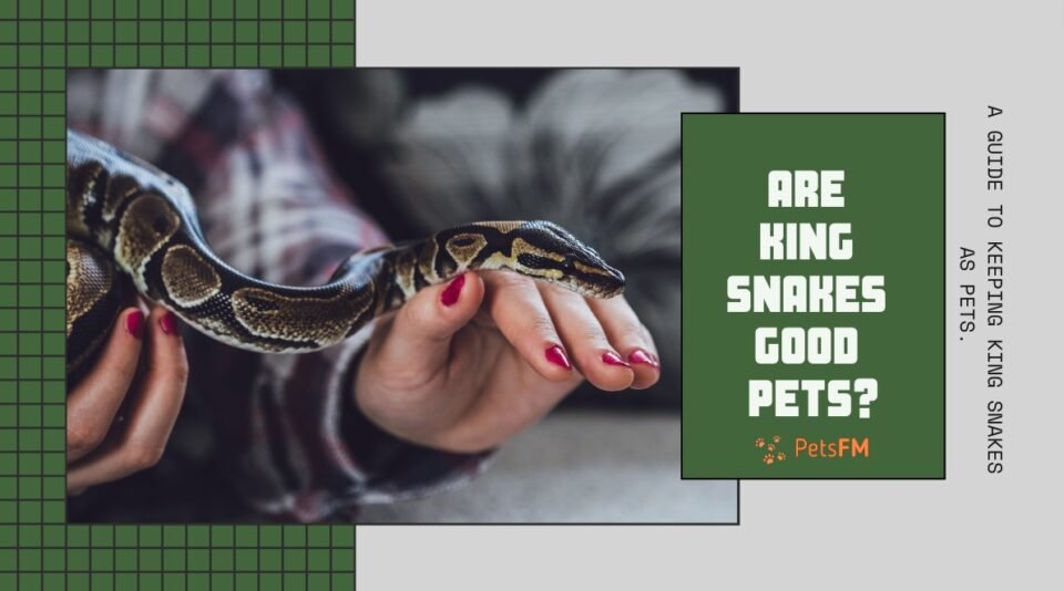 Are king snakes good pets?